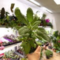 Salvia officinalis - Common Sage [UK Grown Culinary Herbs] - Sprouts of Bristol