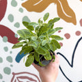 Salvia officinalis 'Icterina' - Golden Sage [UK Grown Culinary Herbs] - Sprouts of Bristol