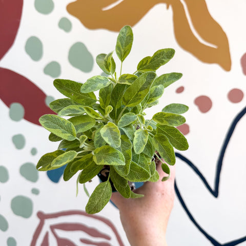 Salvia officinalis 'Icterina' - Golden Sage [UK Grown Culinary Herbs] - Sprouts of Bristol