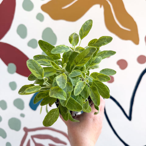 Salvia officinalis 'Icterina' - Golden Sage [UK Grown Culinary Herbs] - Sprouts of Bristol