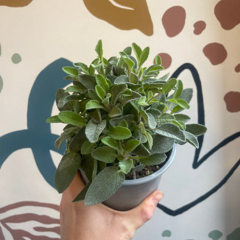 Salvia officinalis 'Maxima' - Large Leaved Sage - Sprouts of Bristol