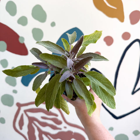 Salvia officinalis 'Purpurea' - Purple Sage [UK Grown Culinary Herbs] - Sprouts of Bristol