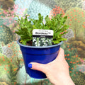 Salvia x superba ‘Bordeau White’ - British Grown Perennial - Sprouts of Bristol