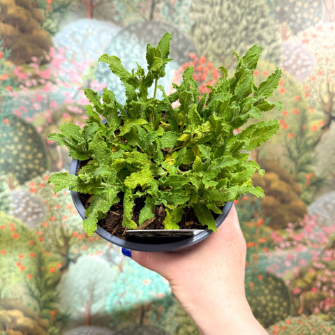 Salvia x superba ‘Bordeau White’ - British Grown Perennial - Sprouts of Bristol