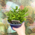Salvia x superba ‘Bordeau White’ - British Grown Perennial - Sprouts of Bristol