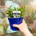 Salvia x superba ‘Bordeau White’ - British Grown Perennial - Sprouts of Bristol