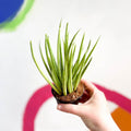 Sansevieria bacularis 'Mikado' - Snake Plant - Sprouts of Bristol