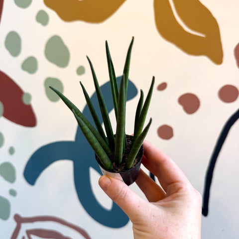 Sansevieria bacularis 'Mikado' - Snake Plant - Sprouts of Bristol
