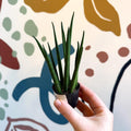 Sansevieria bacularis 'Mikado' - Snake Plant - Sprouts of Bristol