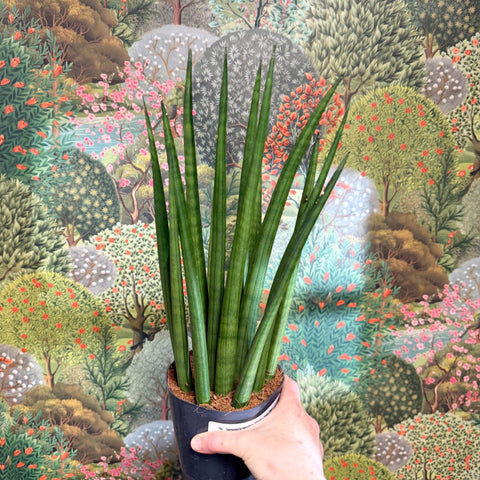 Sansevieria bacularis 'Mikado' - Snake Plant - Sprouts of Bristol