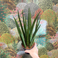 Sansevieria bacularis 'Mikado' - Snake Plant - Sprouts of Bristol