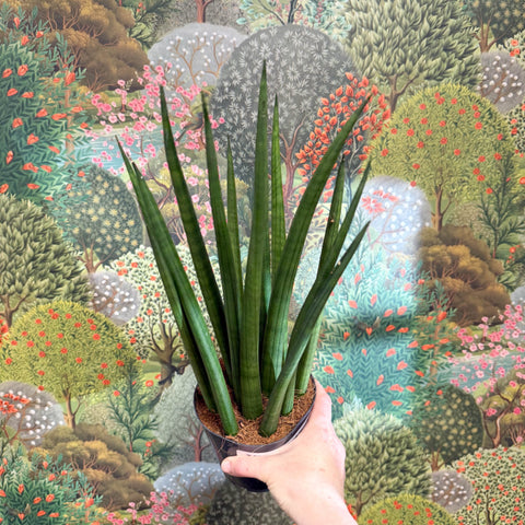 Sansevieria bacularis 'Mikado' - Snake Plant - Sprouts of Bristol