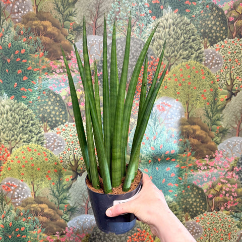 Sansevieria bacularis 'Mikado' - Snake Plant - Sprouts of Bristol