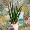 Sansevieria bacularis 'Mikado' - Snake Plant - Sprouts of Bristol
