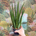 Sansevieria bacularis 'Mikado' - Snake Plant - Sprouts of Bristol