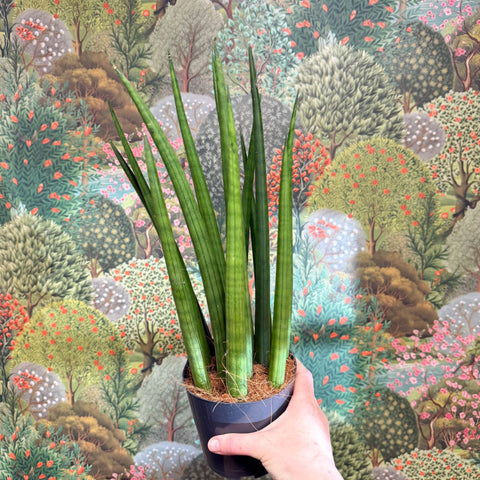 Sansevieria bacularis 'Mikado' - Snake Plant - Sprouts of Bristol