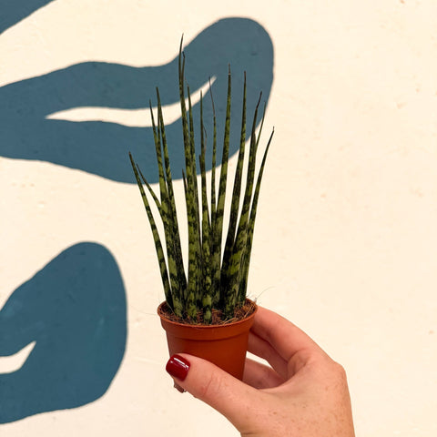 Sansevieria ‘Fernwood Mikado’ – Snake Plant - Sprouts of Bristol