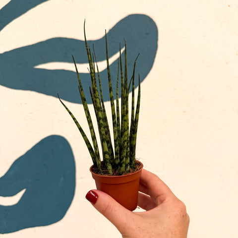 Sansevieria ‘Fernwood Mikado’ – Snake Plant - Sprouts of Bristol