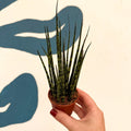 Sansevieria ‘Fernwood Mikado’ – Snake Plant - Sprouts of Bristol