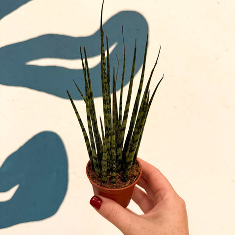 Sansevieria ‘Fernwood Mikado’ – Snake Plant - Sprouts of Bristol