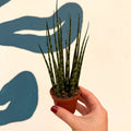 Sansevieria ‘Fernwood Mikado’ – Snake Plant - Sprouts of Bristol