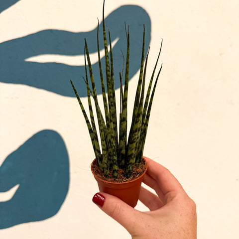 Sansevieria ‘Fernwood Mikado’ – Snake Plant - Sprouts of Bristol