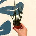 Sansevieria ‘Fernwood Mikado’ – Snake Plant - Sprouts of Bristol
