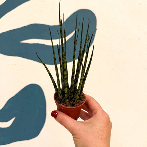 Sansevieria ‘Fernwood Mikado’ – Snake Plant - Sprouts of Bristol