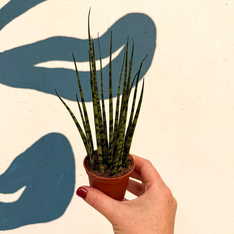 Sansevieria ‘Fernwood Mikado’ – Snake Plant - Sprouts of Bristol