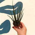 Sansevieria ‘Fernwood Mikado’ – Snake Plant - Sprouts of Bristol