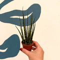Sansevieria ‘Fernwood Mikado’ – Snake Plant - Sprouts of Bristol
