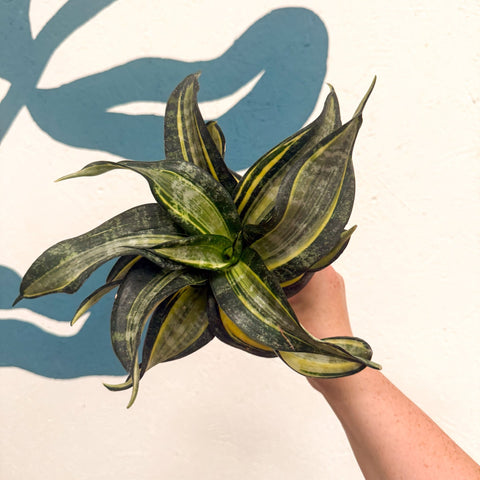 Sansevieria ‘Hahnii Spiral Star’ – Spiral Star Snake Plant - Sprouts of Bristol