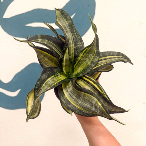 Sansevieria ‘Hahnii Spiral Star’ – Spiral Star Snake Plant - Sprouts of Bristol