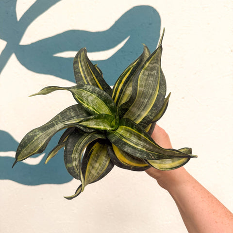 Sansevieria ‘Hahnii Spiral Star’ – Spiral Star Snake Plant - Sprouts of Bristol