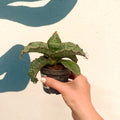 Sansevieria kirkii ‘Silver Blue’ – Silver Blue Snake Plant - Sprouts of Bristol