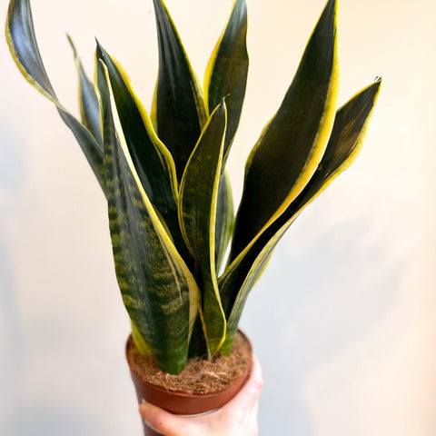 Sansevieria laurentii - Snake Plant - Sprouts of Bristol