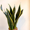 Sansevieria laurentii - Snake Plant - Sprouts of Bristol