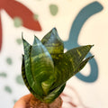 Sansevieria trifasciata ‘Black Jade Hahnii’ – Black Jade Bird’s Nest Snake Plant - Sprouts of Bristol