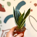 Sansevieria trifasciata ‘Golden Hahnii’ – Golden Bird’s Nest Snake Plant - Sprouts of Bristol