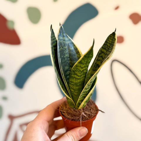 Sansevieria trifasciata ‘Golden Hahnii’ – Golden Bird’s Nest Snake Plant - Sprouts of Bristol