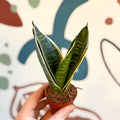 Sansevieria trifasciata ‘Golden Hahnii’ – Golden Bird’s Nest Snake Plant - Sprouts of Bristol