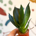 Sansevieria trifasciata ‘Green Hahnii’ – Green Bird’s Nest Snake Plant - Sprouts of Bristol