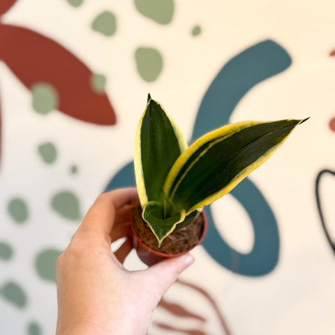 Sansevieria trifasciata ‘Pagoda Hahnii’ – Pagoda Bird’s Nest Snake Plant - Sprouts of Bristol