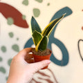 Sansevieria trifasciata ‘Pagoda Hahnii’ – Pagoda Bird’s Nest Snake Plant - Sprouts of Bristol