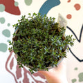 Satureja montana – Winter Savoury - Culinary Herbs - Sprouts of Bristol