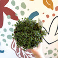Satureja montana – Winter Savoury - Culinary Herbs - Sprouts of Bristol