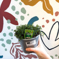 Satureja montana – Winter Savoury - Culinary Herbs - Sprouts of Bristol