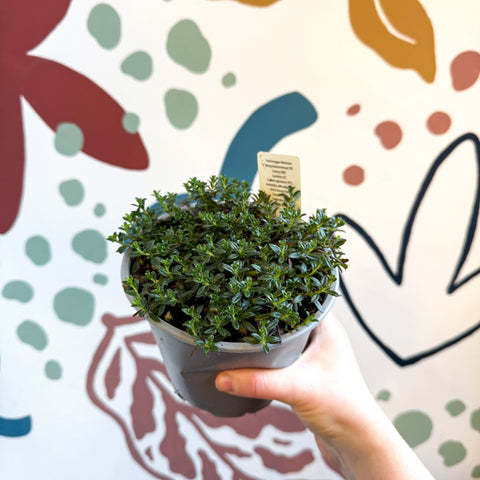 Satureja montana – Winter Savoury - Culinary Herbs - Sprouts of Bristol