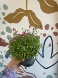 Saxifraga 'Red' - Rockfoils - Evergreen Perennial Alpine - Sprouts of Bristol