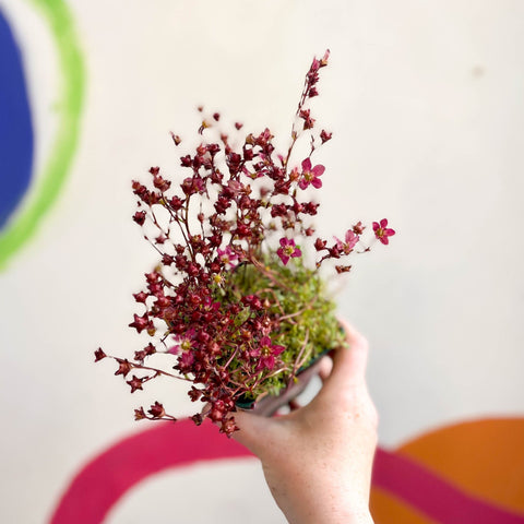 Saxifraga 'Saxony Red' - Cotswold Grown Herbaceous Perennial - Sprouts of Bristol